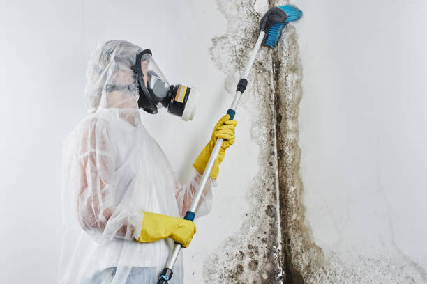 Best Attic Mold Removal  in Inverness Highlands South, FL