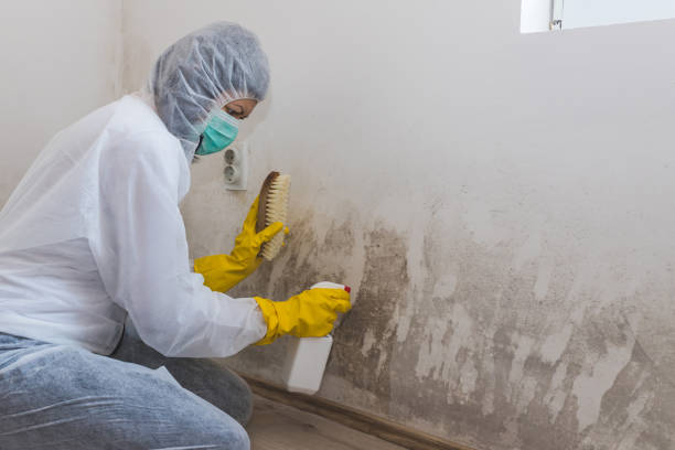 Best Affordable Mold Removal  in Inverness Highlands South, FL