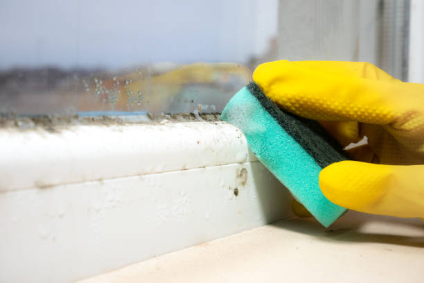 Best Residential Mold Removal  in Inverness Highlands South, FL