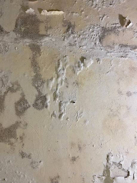 Best Office Mold Removal Services  in Inverness Highlands South, FL