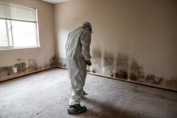 Best Attic Mold Removal  in Inverness Highlands South, FL