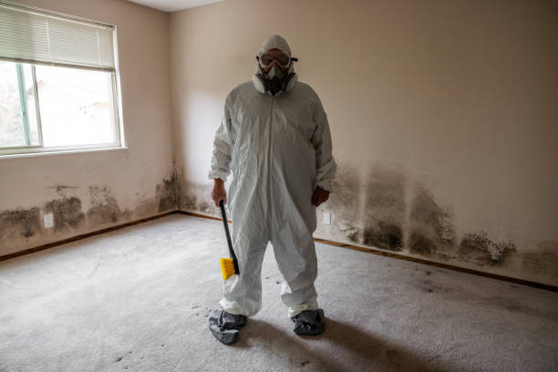 Best Black Mold Removal  in Inverness Highlands South, FL