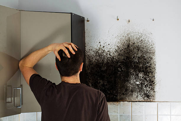 Best Toxic Mold Removal  in Inverness Highlands South, FL