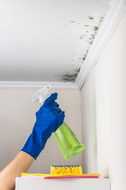 Mold Removal Process in Inverness Highlands South, FL